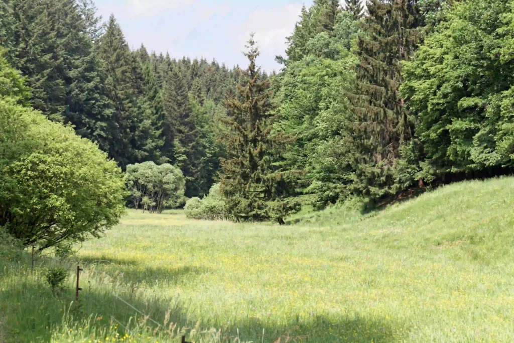 Vessertal mit Hund: Dein ultimativer Guide für Wanderabenteuer im UNESCO-Biosphärenreservat 2 Ein sonniges Tal im Vessertal mit hohen Nadelbäumen und blühenden Wiesen, perfekt für eine erholsame Wanderung.