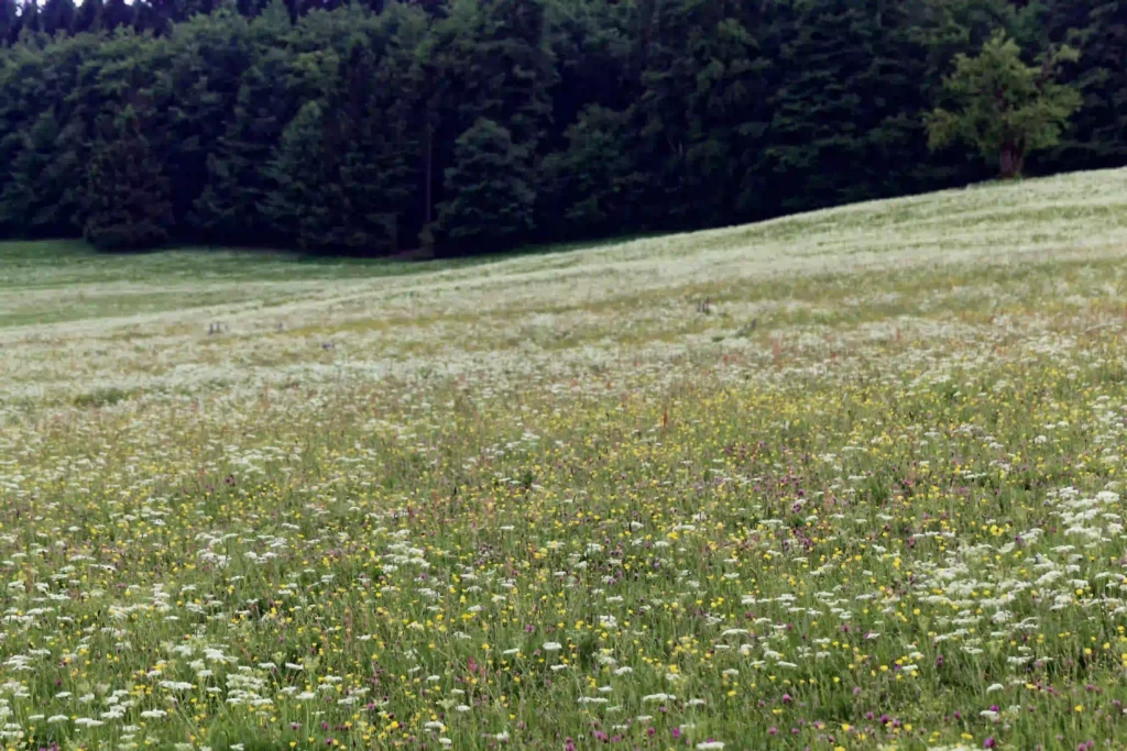 Vessertal mit Hund: Dein ultimativer Guide für Wanderabenteuer im UNESCO-Biosphärenreservat 3 Nahaufnahme einer bunten Blumenwiese im Vessertal, umgeben von dunklen Wäldern – ein schönes Ziel für Vessertal wandern.