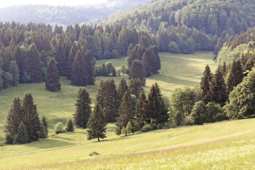 Vessertal mit Hund: Dein ultimativer Guide für Wanderabenteuer im UNESCO-Biosphärenreservat 4 Panoramablick über das Vessertal mit sanften Hügeln, Mischwäldern und offenen Grasflächen, die zum Wandern einladen.