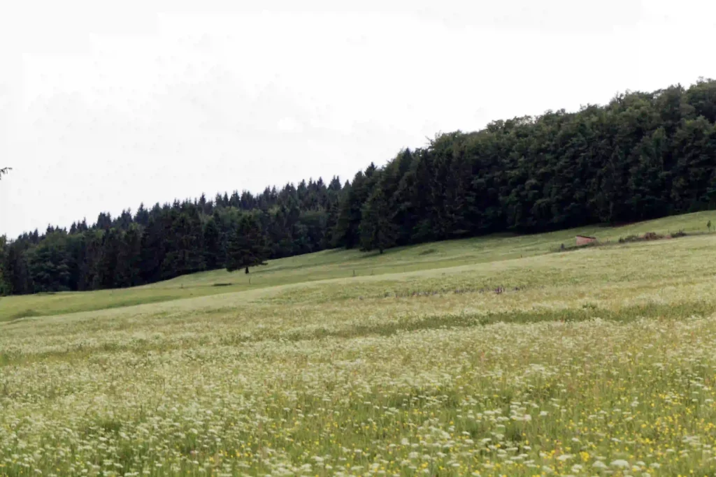 Vessertal mit Hund: Dein ultimativer Guide für Wanderabenteuer im UNESCO-Biosphärenreservat 5 Eine weitläufige, blühende Wiese am Rande eines dichten Waldes im Vessertal, ideal für Naturliebhaber, die im Vessertal wandern möchten.
