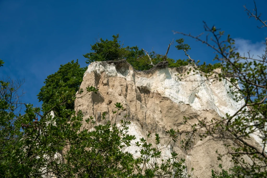 Spazieren im Jasmund Nationalpark mit Hund – Dein Guide 6 Steiler Kreidefelsen mit weißen und braunen Schichten, grünen Bäumen und blauem Himmel im Nationalpark Jasmund