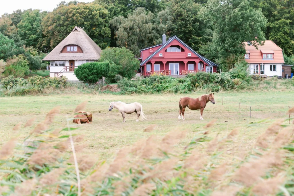 Hiddensee mit Hund: Perfekter Guide für deinen Inselurlaub 10 Ruhige Landschaft mit Pferden und Häusern im Grünen – ideal für einen erholsamen Urlaub auf Hiddensee.
