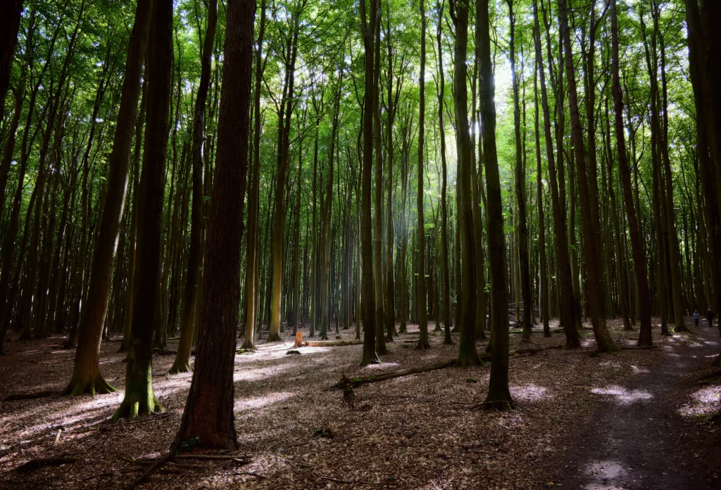 Spazieren im Jasmund Nationalpark mit Hund – Dein Guide 4 Lichtdurchfluteter Jasmund-Wald mit hohen Bäumen, schattigem Waldboden und zwei Menschen auf schmalem Pfad