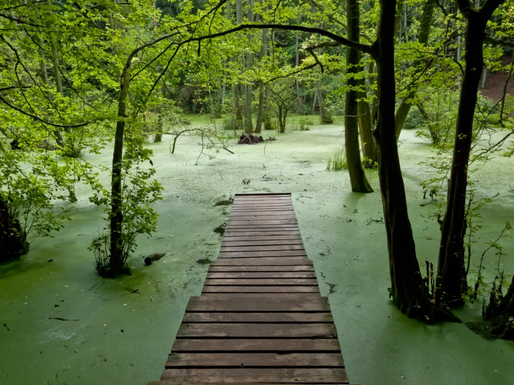 Spazieren im Jasmund Nationalpark mit Hund – Dein Guide 5 Holzsteg durch grünen Sumpf mit Bäumen und Wasserpflanzen im Naturschutzgebiet Jasmund, ruhige Waldszenerie