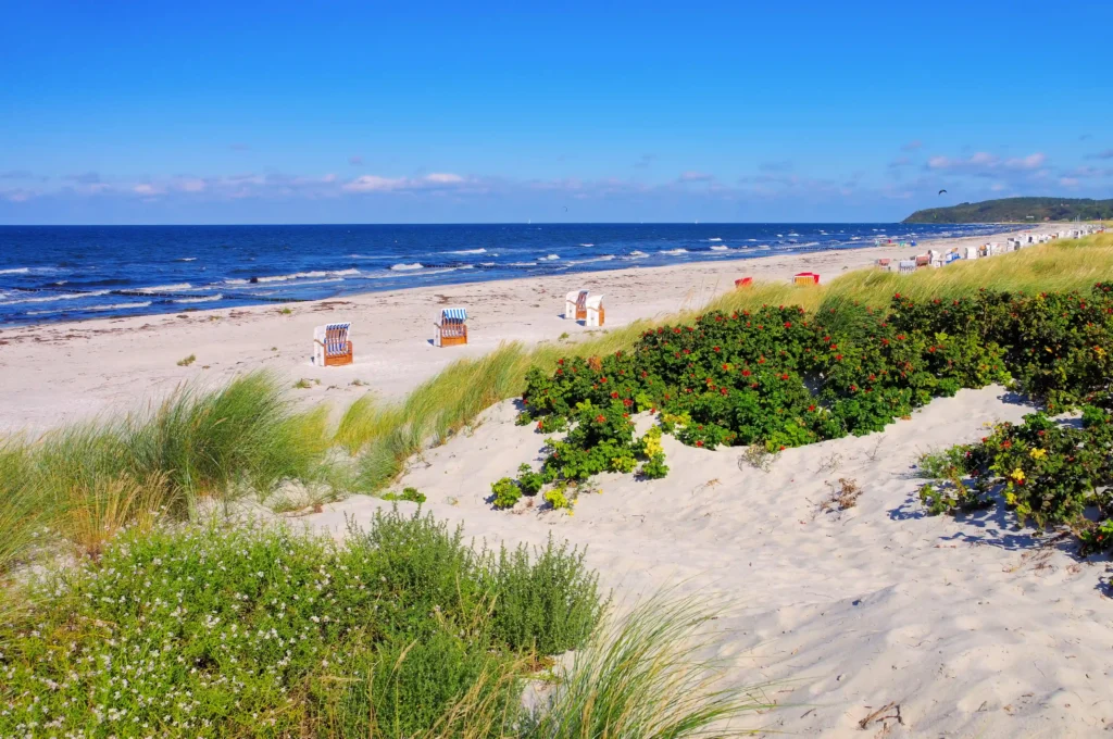 Hiddensee mit Hund: Perfekter Guide für deinen Inselurlaub 5 Sonniger Strand mit blauen Strandkörben, Dünen und Meer bei Urlaub auf Hiddensee an einem klaren Sommertag.