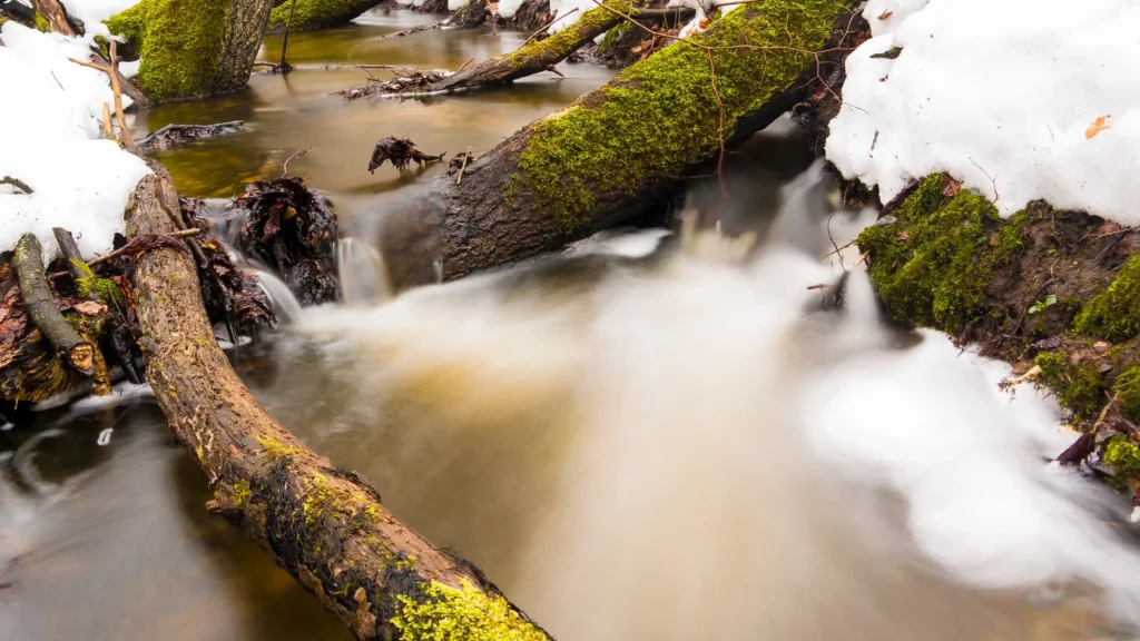Spazieren im Jasmund Nationalpark mit Hund – Dein Guide 11 Winterlicher Bach mit moosbedeckten Baumstämmen und fließendem Wasser im Nationalpark Jasmund, ruhige Naturkulisse