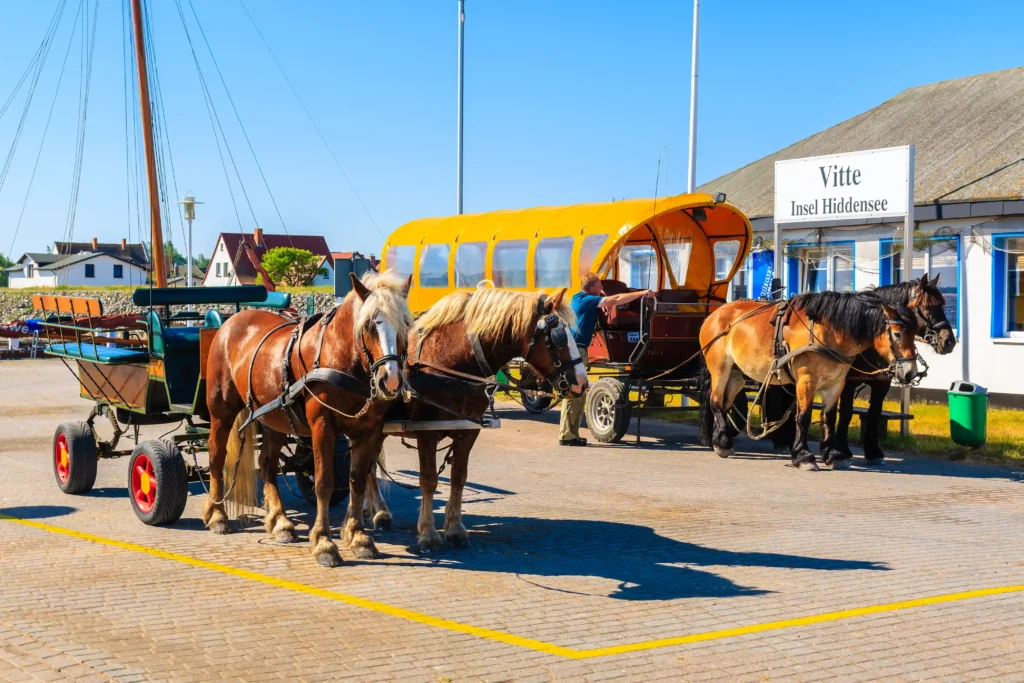 Hiddensee mit Hund: Perfekter Guide für deinen Inselurlaub 12 Vier Pferde grasen friedlich auf einer Wiese, typisch für einen entspannten Urlaub auf Hiddensee in der Natur.