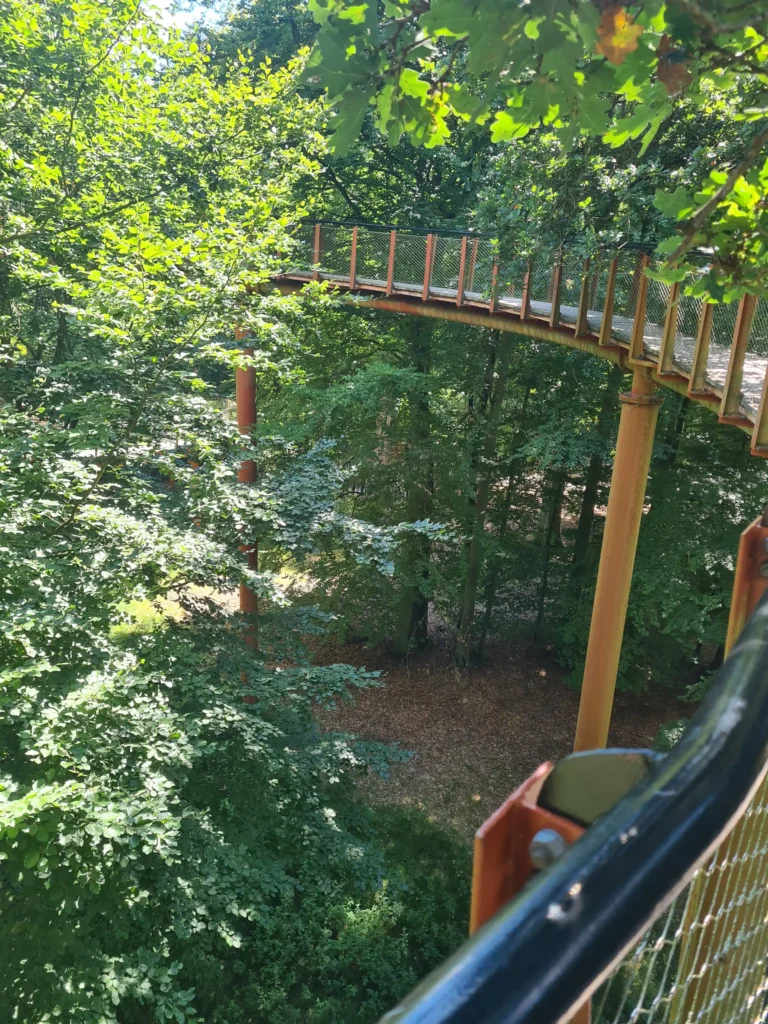 Hochgelegener Baumwipfelpfad durch den dichten Wald der Ivenacker Eichen mit grünem Blätterdach und Holzgeländer
