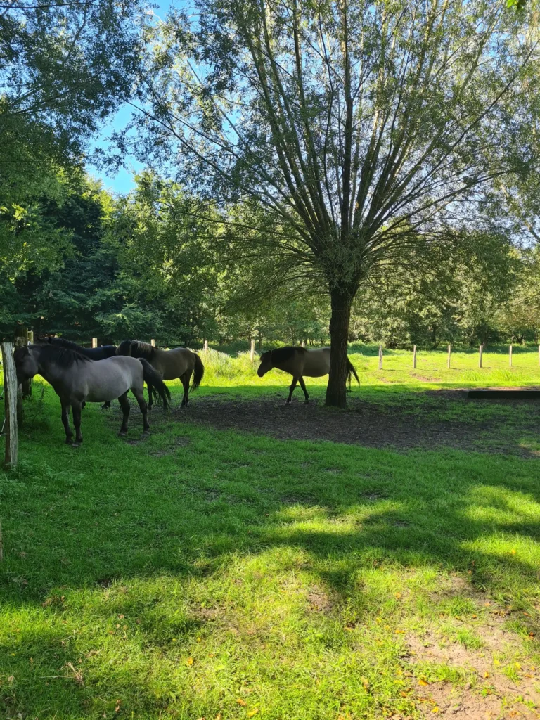 Mehrere Pferde auf grünem Feld unter schattigen Eichen in Ivenacker mit sonnigem Himmel und Holzzaun im Hintergrund
