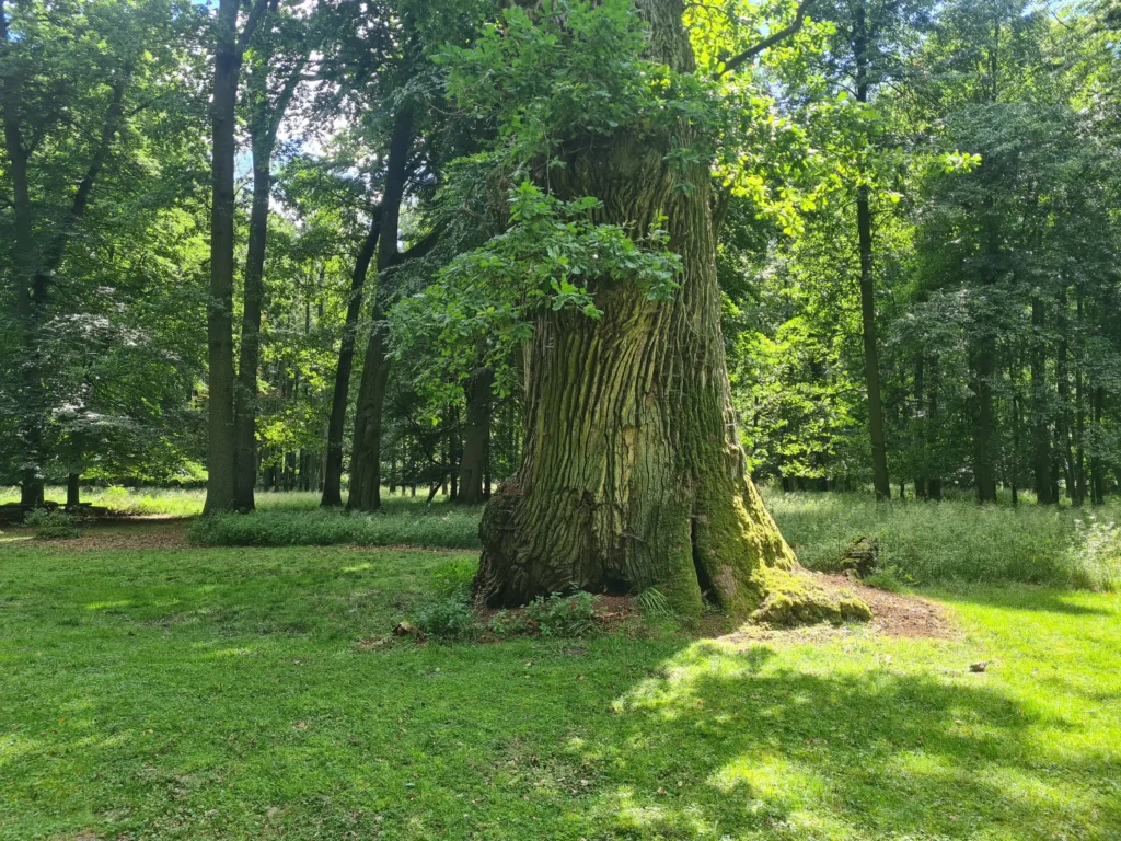 Ivenacker Eichen: mächtige alte Eiche mit moosbedecktem Stamm in sonnigem Wald mit grünem Gras und Lichtspielen
