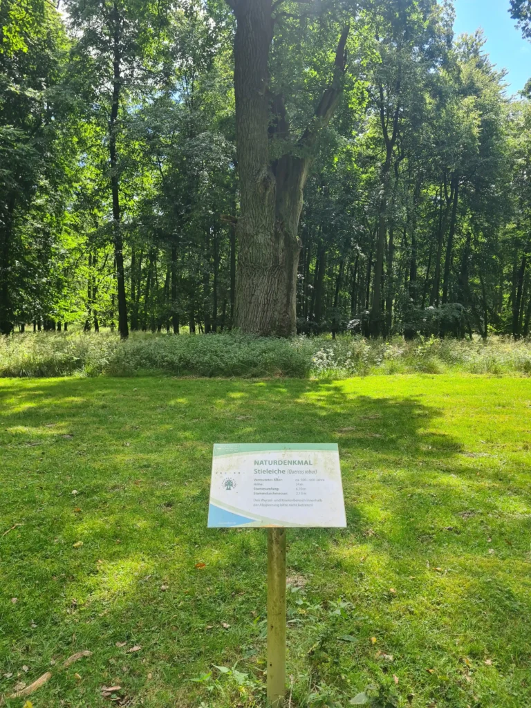 Majestätische alte Stieleiche der Ivenacker Eichen mit Infotafel im sonnigen Wald und blauem Himmel im Hintergrund

