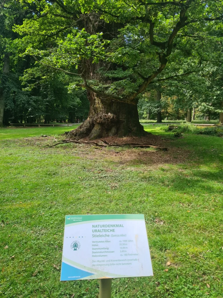 Massive, uralte Ivenacker Eichen mit dicker Rinde und Infotafel in Park, umgeben von grünem Wald und Zaun.
