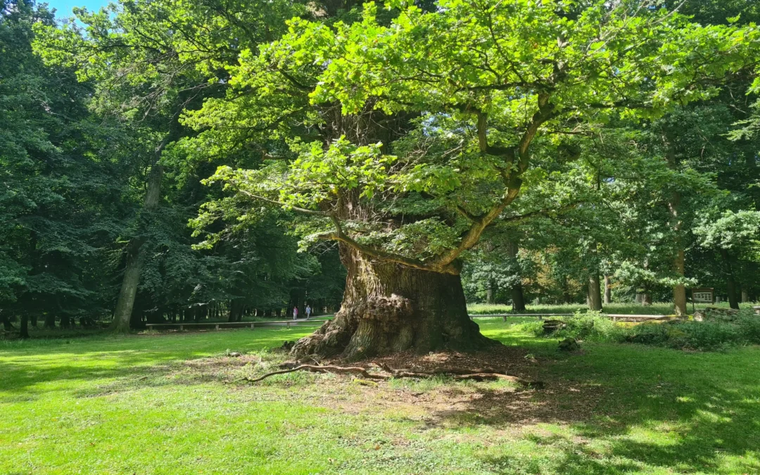 Ivenacker Eichen mit Hund besuchen – Der ultimative Guide im 2025