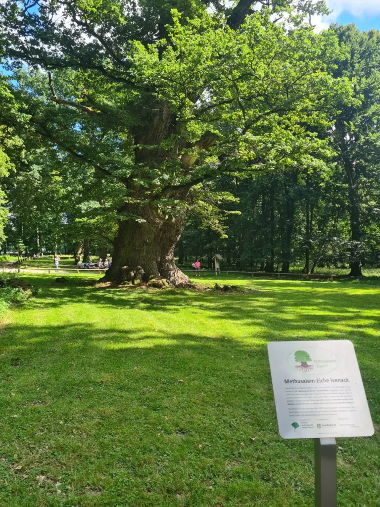 Große Methusalem-Eiche der Ivenacker Eichen in sonniger Parklandschaft mit Besuchern und Informationsschild im Vordergrund
