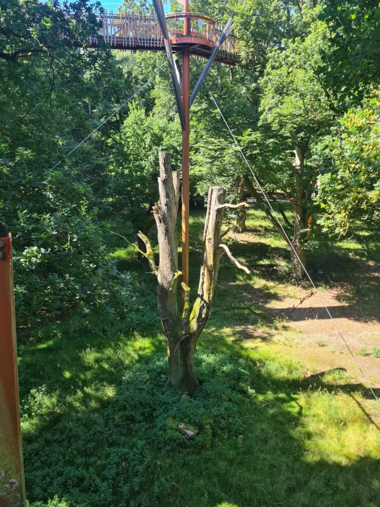 Ivenacker Eichen mit erhöhtem Aussichtsturm auf rotem Pfeiler, umgeben von grünem Wald und moosbedecktem Baumstamm
