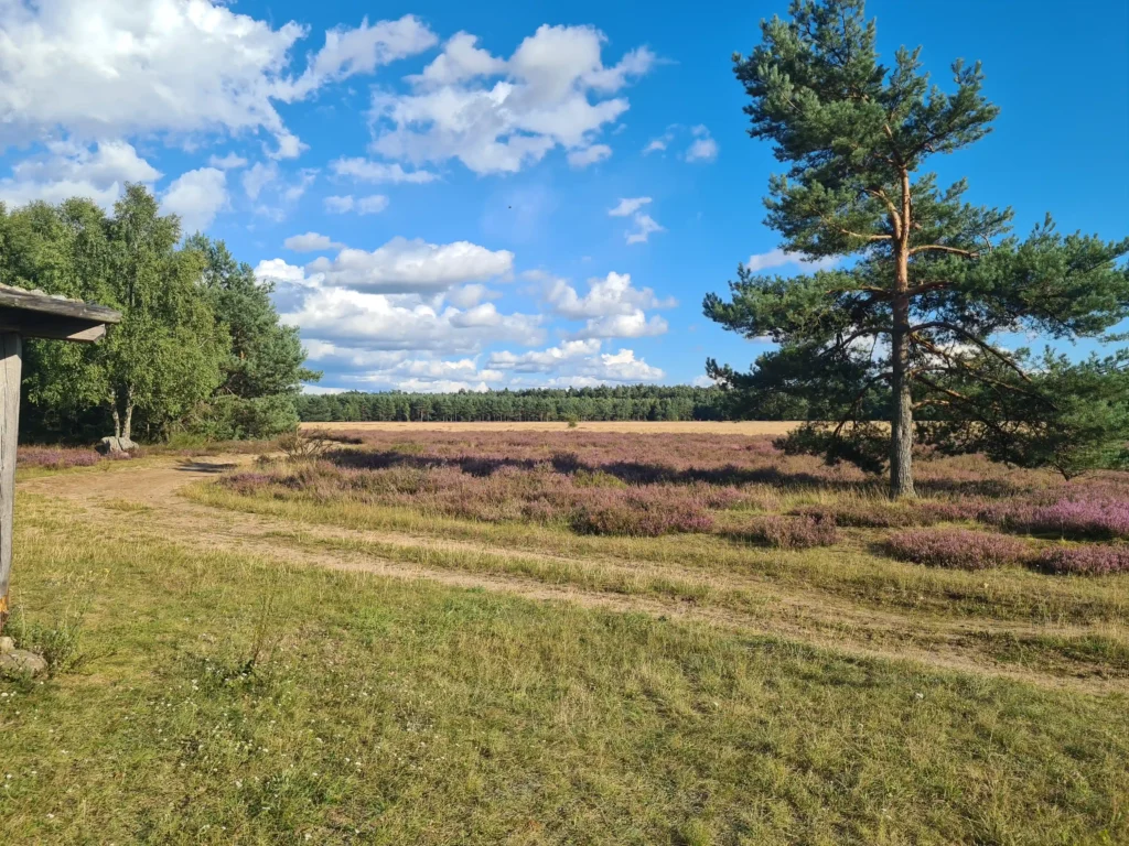 Abenteuer Retzower Heide: Unvergessliche Hundewanderungen 14 Retzower Heide mit Hund: Weites Heidefeld mit lila Blüten, blauem Himmel, Kiefern und Wald im Hintergrund, Weg führt durch die Landschaft.