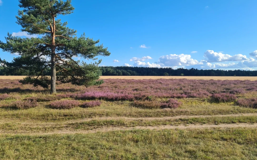 Abenteuer Retzower Heide: Unvergessliche Hundewanderungen