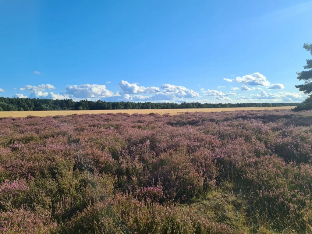 Abenteuer Retzower Heide: Unvergessliche Hundewanderungen 19 Weite blühende Retzower Heide mit Hund, lila Heidekraut, goldgelbes Feld, dunkler Wald und blauer Himmel mit Wolken
