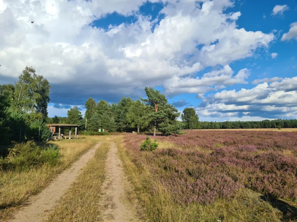 Abenteuer Retzower Heide: Unvergessliche Hundewanderungen 15 Weitläufige Retzower Heide mit Hund, blühendem lila Heidekraut, Wald, Weg und wechselhaftem Himmel mit Vögeln im Flug