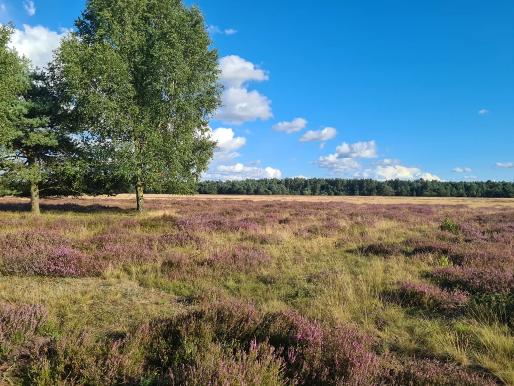 Abenteuer Retzower Heide: Unvergessliche Hundewanderungen 23 Retzower Heide mit Hund: sonnige Landschaft mit blühendem lila Heidekraut, goldbraunem Gras und Kiefernwald im Hintergrund