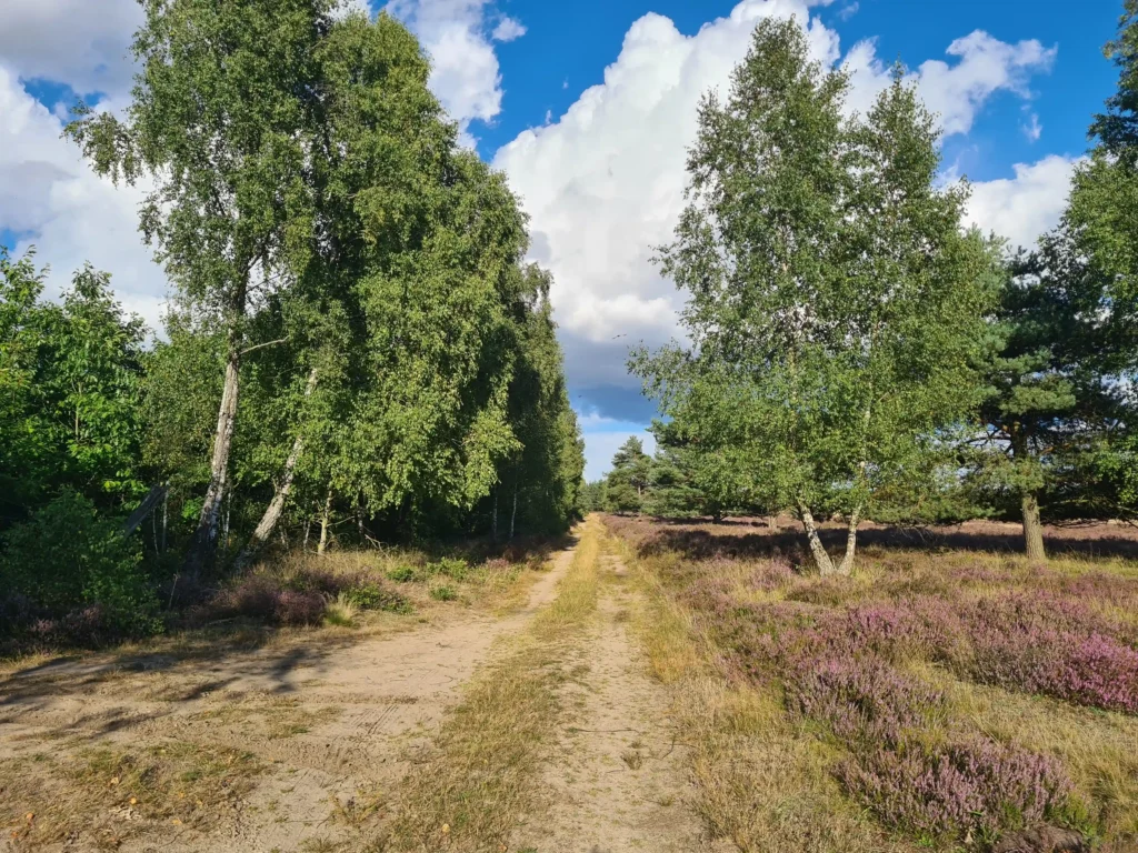 Abenteuer Retzower Heide: Unvergessliche Hundewanderungen 18 Wanderweg durch die Retzower Heide mit Hund, umgeben von Birken, Kiefern, blühendem Heidekraut und blauem Himmel