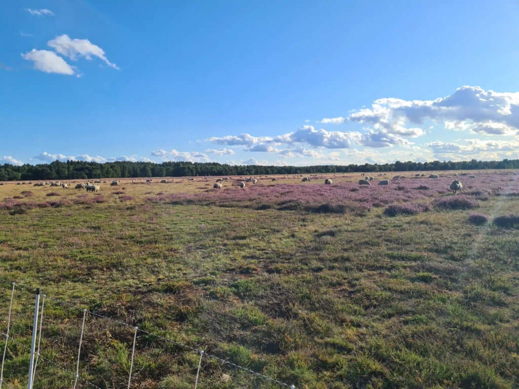 Abenteuer Retzower Heide: Unvergessliche Hundewanderungen 16 Retzower Heide mit Hund: Weites Feld mit grasenden Schafen, lila Blüten, weißem Zaun und blauem Himmel mit Wolken