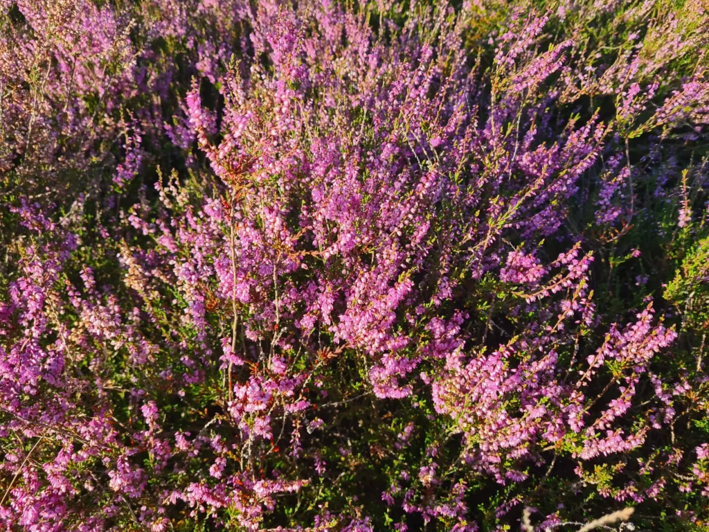 Abenteuer Retzower Heide: Unvergessliche Hundewanderungen 17 Nahaufnahme blühender Heide mit rosa-lila Blüten und grünem Laub in der Retzower Heide mit Hund bei Sonnenschein