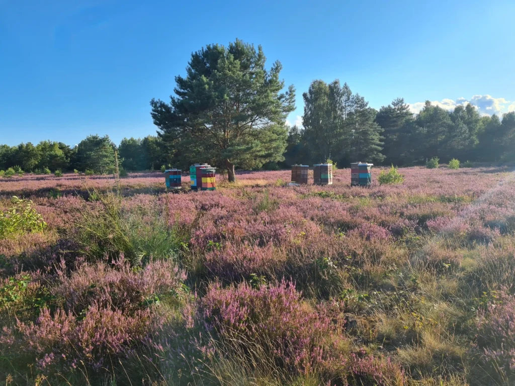 Abenteuer Retzower Heide: Unvergessliche Hundewanderungen 22 Bunte Bienenstöcke in blühender Retzower Heide mit Hund, umgeben von Kiefern, Heidekraut und blauem Himmel mit Wolken.