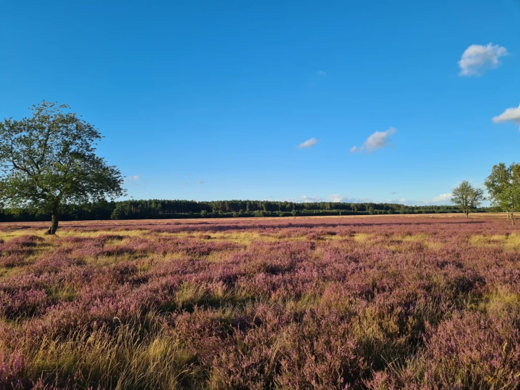 Abenteuer Retzower Heide: Unvergessliche Hundewanderungen 20 Retzower Heide mit Hund: blühende Heide, goldene Gräser, einzelne Bäume und blauer Himmel mit weißen Wolken im Hintergrund