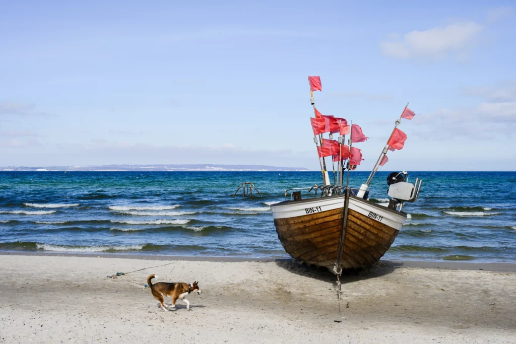 Dein perfekter Ausflug zum Hundestrand Binz 2 Hund läuft am Strand neben traditionellem Fischerboot mit roten Flaggen bei sonnigem Küstenblick in Binz