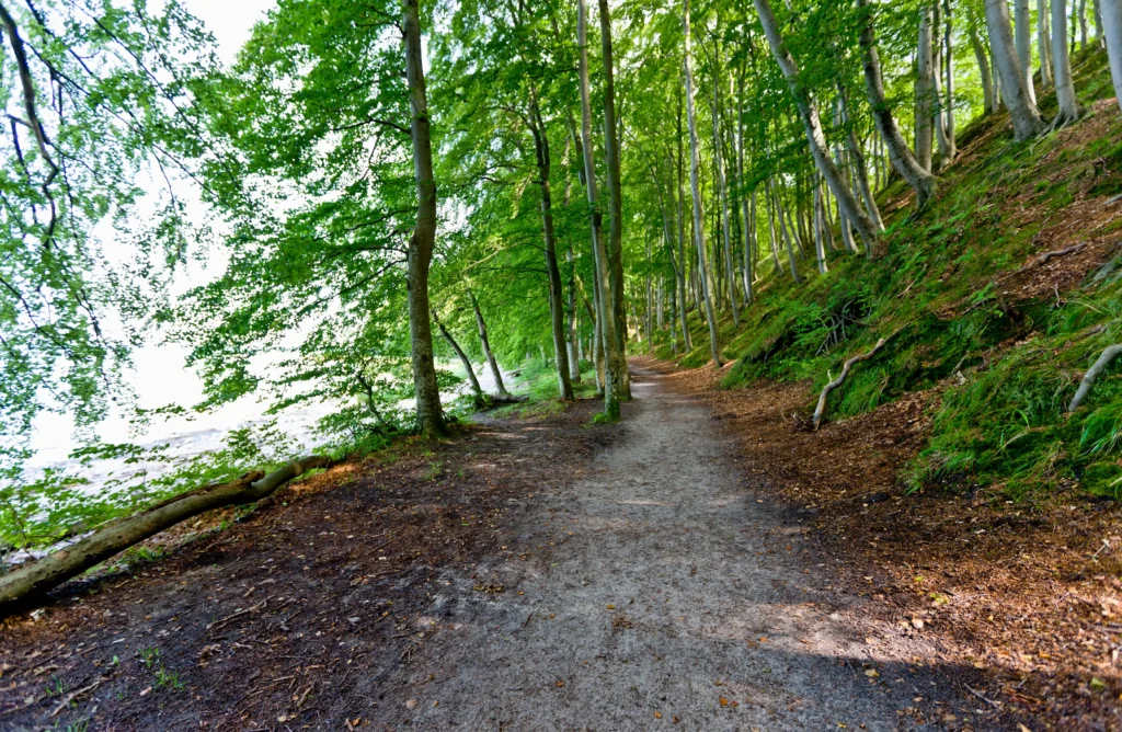 Dein perfekter Ausflug zum Hundestrand Binz 5 Waldweg am steilen Hang mit grünen Bäumen und Blick auf das Wasser bei Binz an der Ostseeküste im Frühling