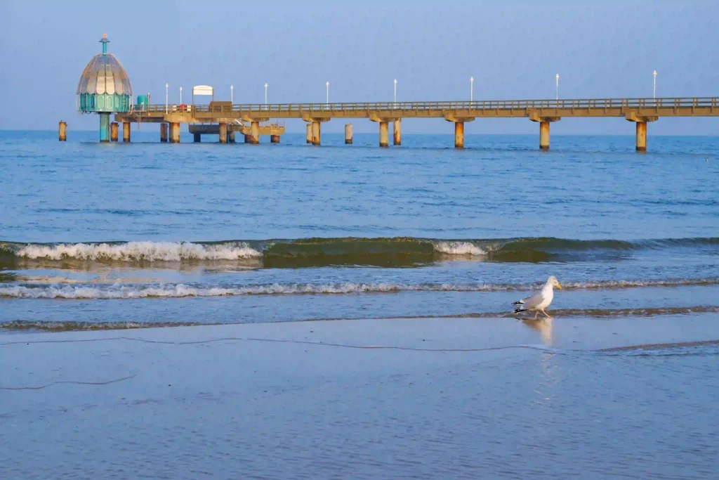 Urlaub mit Hund in Zinnowitz: Dein perfekter Ostseeurlaub 10 Langer Pier in Zinnowitz mit Hund am Strand, ruhiges Meer, Dome-Struktur und Möwe am Wasser bei klarem Himmel